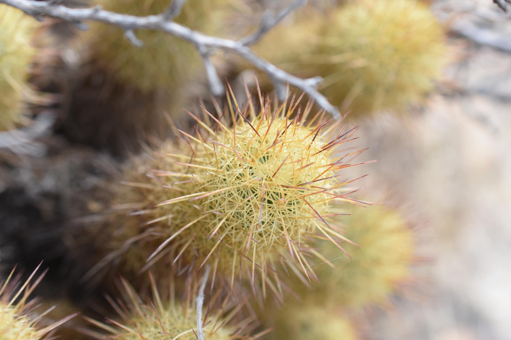 Mammillaria elongatha